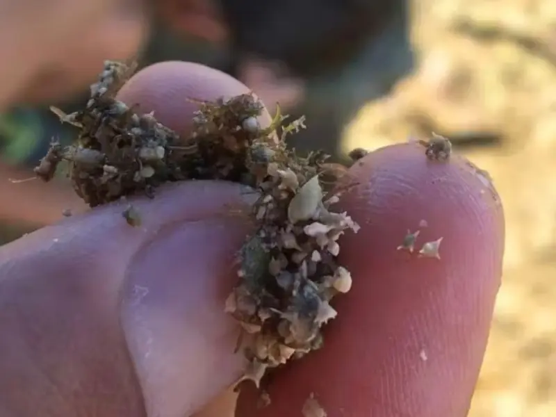 ゆしゆしの体験イメージ19