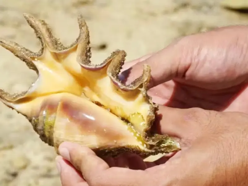 ゆしゆしの体験イメージ20