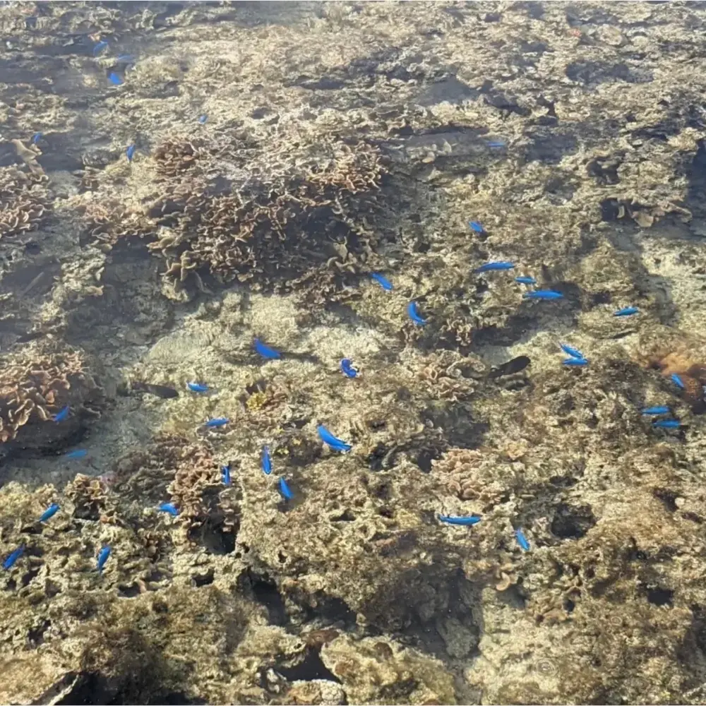 ゆしゆしの体験イメージ8