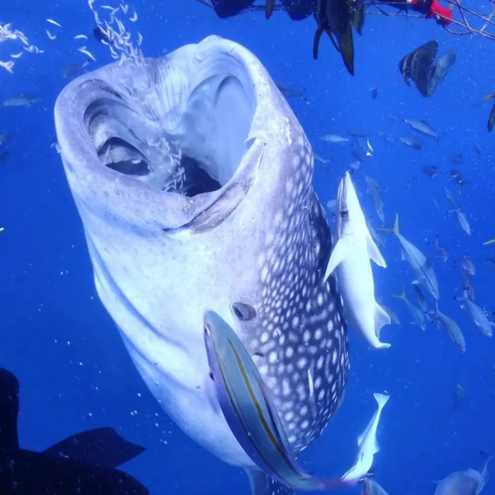 世界最大の魚ジンベエザメを間近で見られるイメージ（体験ダイビング）