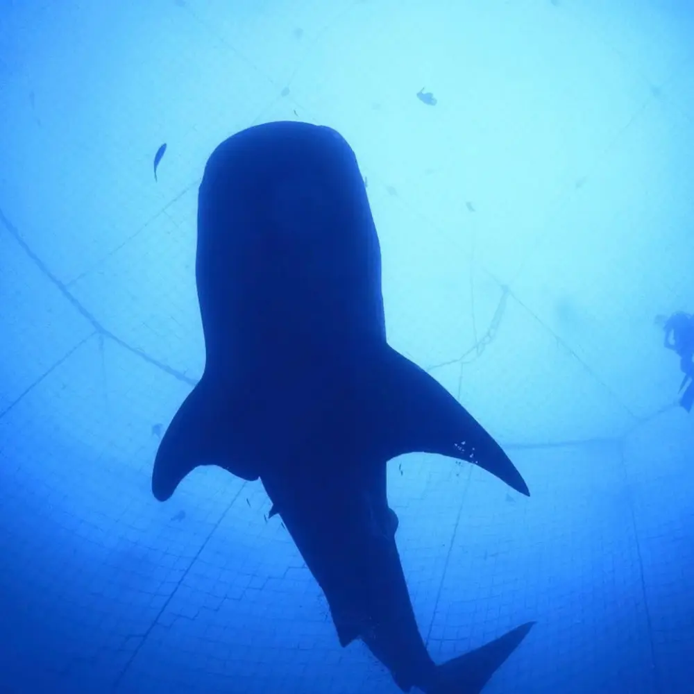 水中で巨大な影が迫ってくるような迫力を感じるイメージ（ジンベエザメ体験のスケール感）