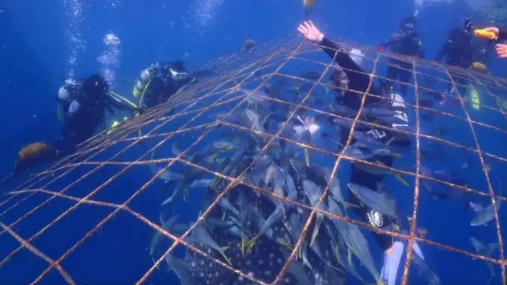 網ごしにジンベエザメを近くで観察している様子