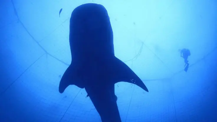 海の中に広がるジンベエザメの大きな影を見上げている様子