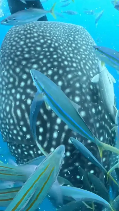 白い斑点がかわいいジンベエザメを網ごしに間近で見ている様子