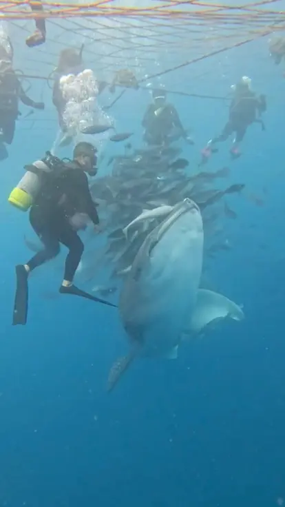 網ごしにジンベエザメを近くで見上げている体験シーン