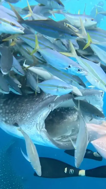 大きな口を開けたジンベエザメを網ごしに近くで見ている様子