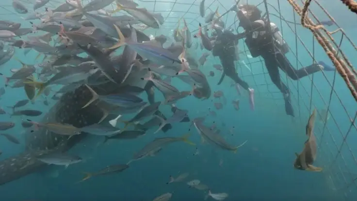 オキアミのごはんでジンベエザメを近くに寄せている様子