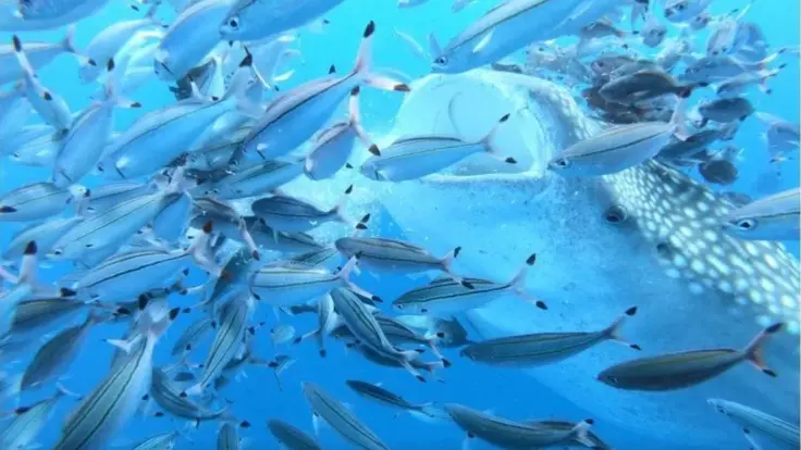 ジンベエザメのまわりをたくさんの魚が泳いでいる水中の様子