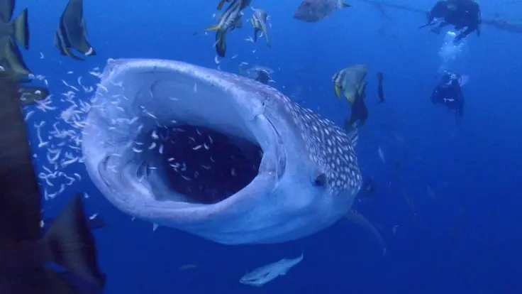 大きな口を開けたジンベエザメを沖縄で間近に見ている様子