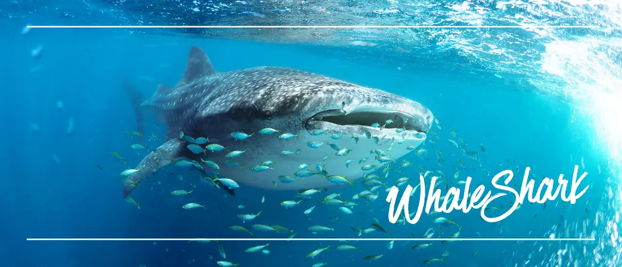 沖縄ジンベエザメ体験のガイドページ